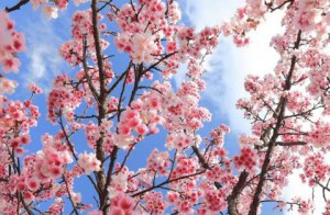 cherry-blossom-flower-photo_01