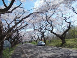 お花見ドライブ⑥