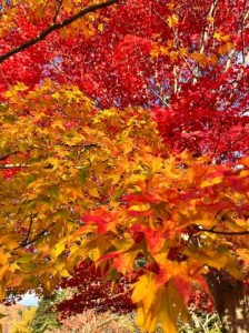 momiji