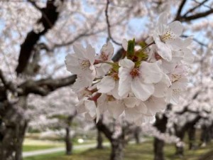 一番の桜